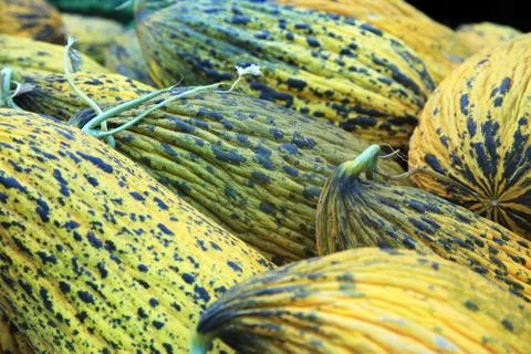 Big yellow melons Stock Photos