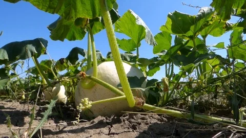 Big Yellow Pumpkin Stock Footage 93646305