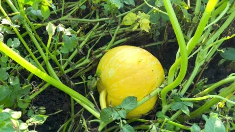 Big yellow pumpkin in the garden Stock Footage 246984898