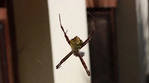 Big Yellow Spider Stock Footage 241518887