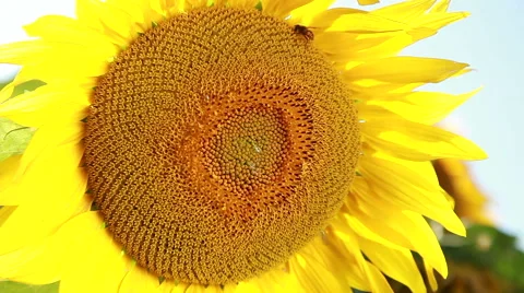 Big Yellow Sunflower Macro Close Up Stock-Footage 52421887