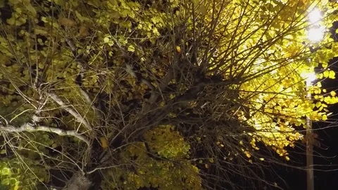 Big Yellow Tree In The Night Video stock 78536802