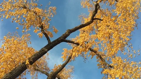 Big Yellow Tree in Slow Motion 스톡 동영상 81375064