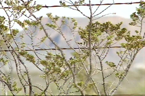 BigbenTX 1 Stock Footage 295924