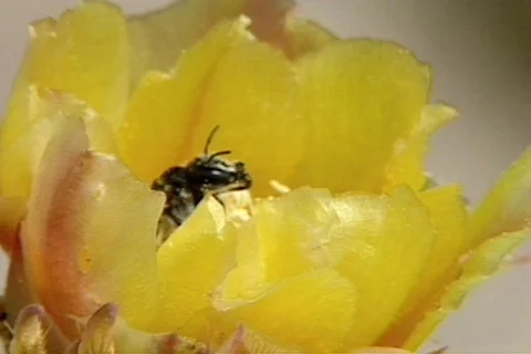 BigbenTX 10 Stock Footage 295926