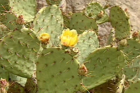 BigbenTX 11 Stock Footage 295929