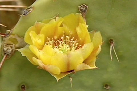 BigbenTX 12 Stock Footage 295931