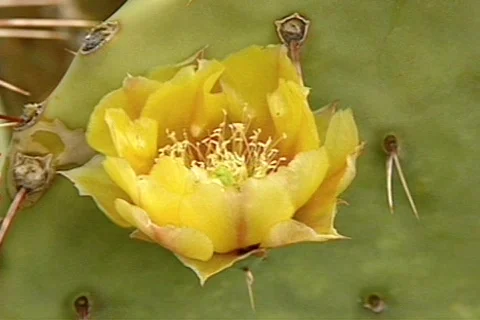 BigbenTX 13 Stock Footage 295934