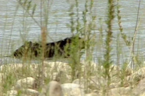 BigbenTX 15 Stock Footage 295946