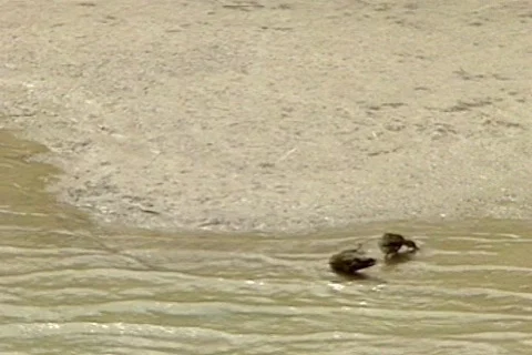 BigbenTX 5 Stock Footage 296004