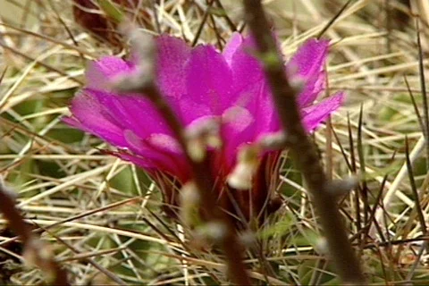 BigbenTX 6 Video stock 296006