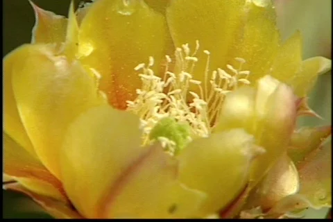 BigbenTX 7 Stock Footage 296011