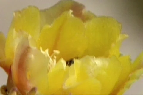 BigbenTX 8 Stock Footage 296013