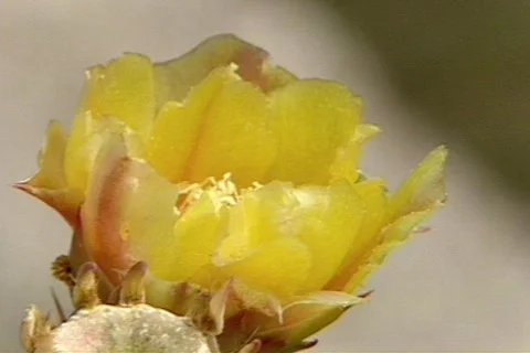 BigbenTX 9 Stock Footage 296019