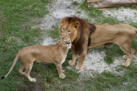 Bigcat in love Stock Photos