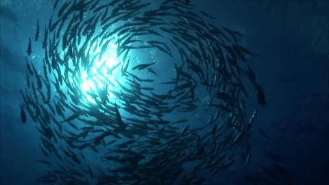 Bigeye jack fish  in the clear water of the pacific ocean Stock Footage 84795078