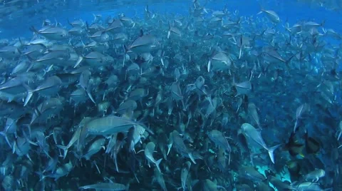 Bigeye Jackfish 스톡 동영상 65449605