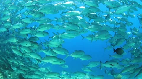 Bigeye Jackfish Stock Footage 65449608