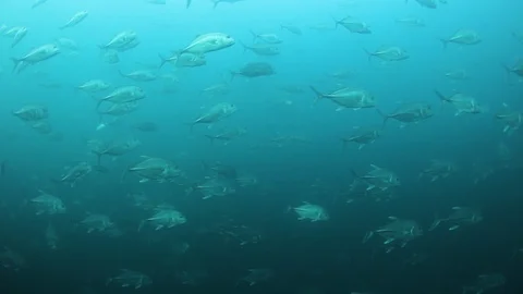 Bigeye Jackfish Video stock 127204962
