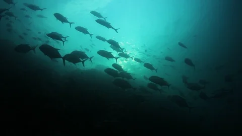 Bigeye Jackfish Video stock 127209374