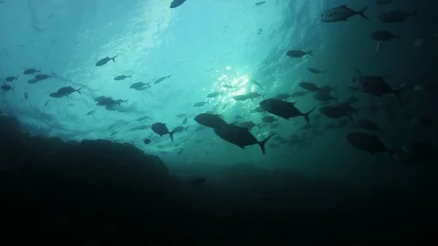 Bigeye Jackfish Video stock 127209393