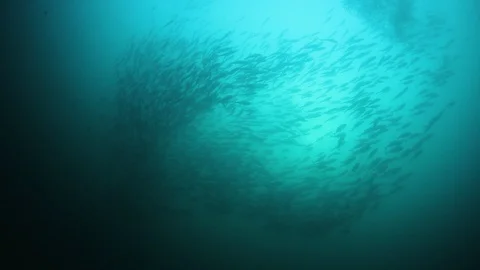 Bigeye Jackfish Video stock 127209408