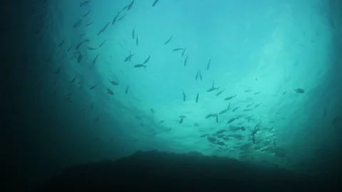 Bigeye Jackfish Video stock 127896511