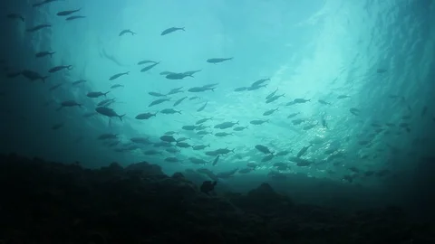 Bigeye Jackfish Stock Footage 127896704