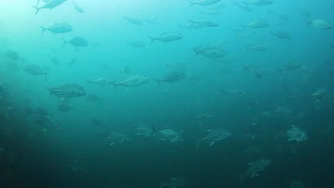 Bigeye Jackfish Stock Footage 129689267
