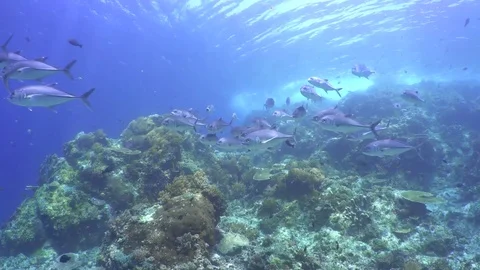 Bigeye Jacks at Crystal Stock Footage 80330953