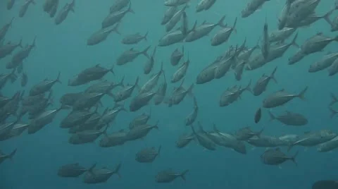 Bigeye jacks Stock Footage 10724121