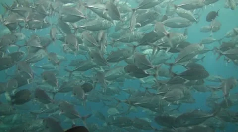 Bigeye jacks Stock Footage