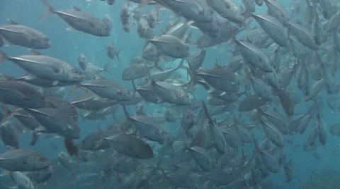 Bigeye jacks Stock Footage 10737125