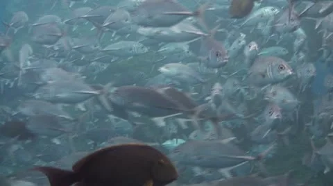 Bigeye jacks Stock Footage 10737130