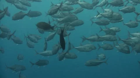 Bigeye jacks Stock Footage 10737135