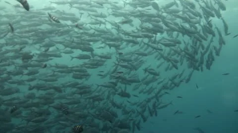 Bigeye jacks Stock Footage 10737142