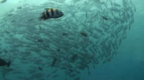 Bigeye jacks Stock Footage 10737145