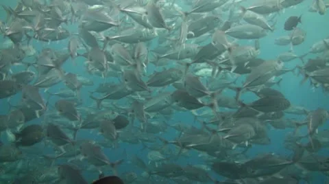 Bigeye jacks Stock Footage 10737150