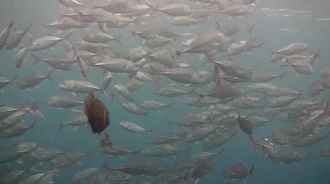 Bigeye jacks Stock Footage 10737161