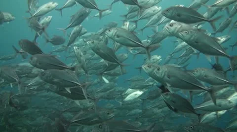 Bigeye jacks Stock Footage 10737169