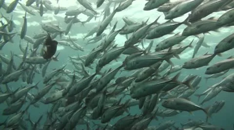 Bigeye jacks Stock Footage 10737182