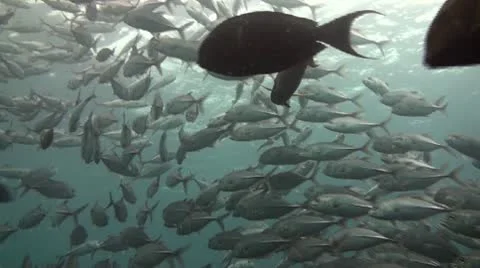 Bigeye jacks Stock Footage 10737184