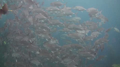 Bigeye jacks Stock Footage 10737189