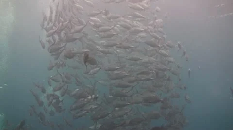 Bigeye jacks Stock Footage 10737192