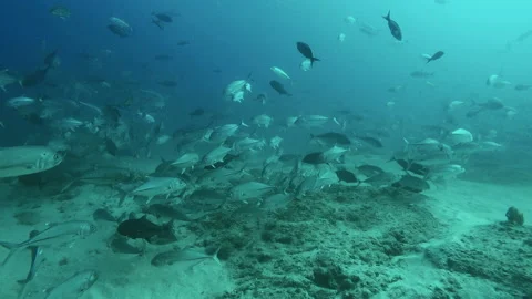 Bigeye Jacks on the reef Stock Footage 157994762