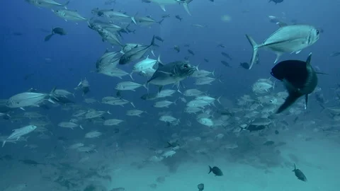 Bigeye Jacks School Stock Footage 157994796