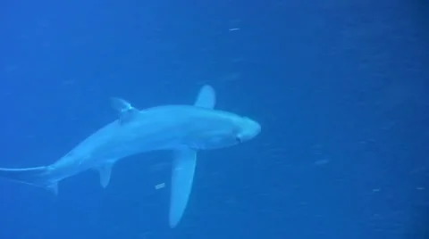 Bigeye thresher shark (Alopias superciliosus) swimming in a school of sardines Stock Footage