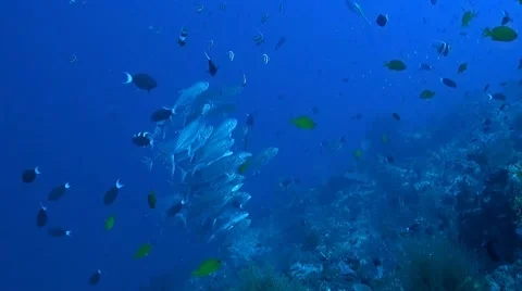 Bigeye trevallies Vídeo Stock 42027726