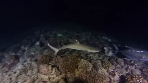 Bigeye trevally (Caranx sexfasciatus) and Whitetip reef shark Stock Footage