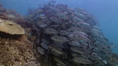 Bigeye trevally circle over dense coral on a reef. Stock Footage 295319029